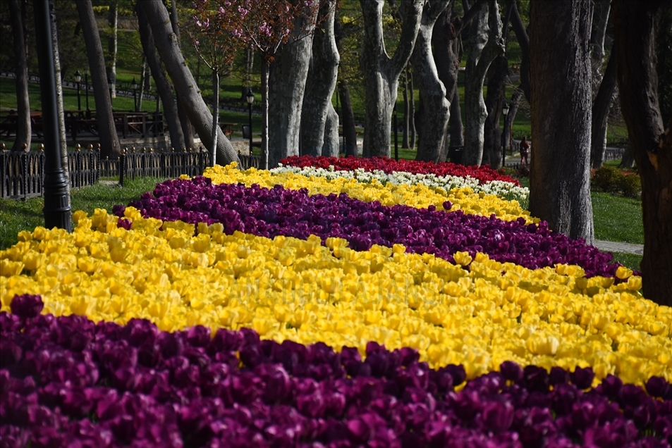 Proljetno cvijeće: Tulipani Istanbulu daju poseban šarm