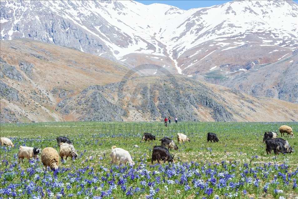 Tunceli'nin dağ köylerinde açan "süsen çiçekleri" göz kamaştırıyor