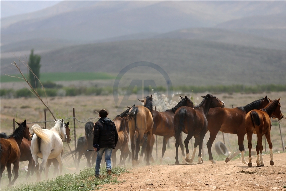 خيول "قشقاي" التركية.. أصالة وجمال وقدرة على التحمل