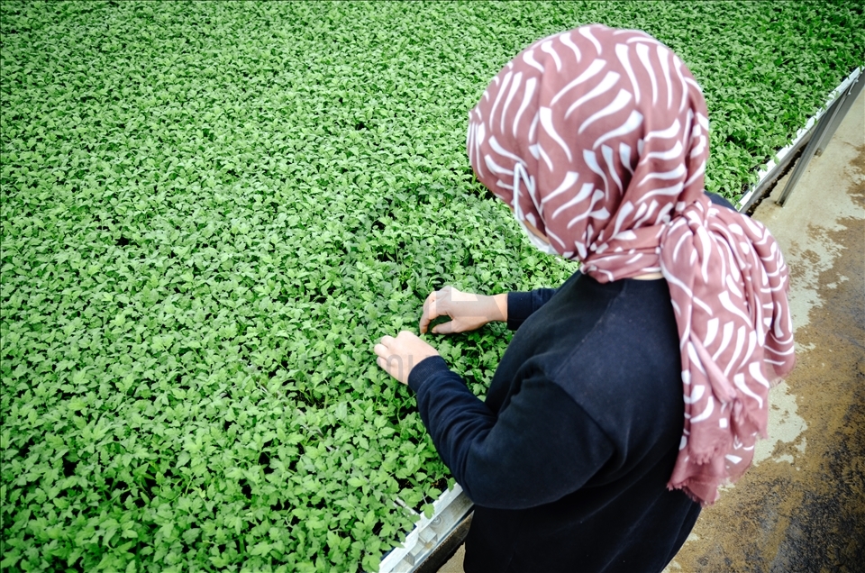 Konya'da sebze üreticisi iklime uygun fideyle pazara "erken" giriyor