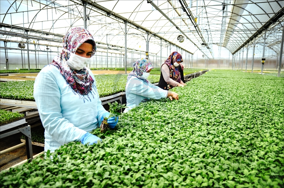 Konya'da sebze üreticisi iklime uygun fideyle pazara "erken" giriyor