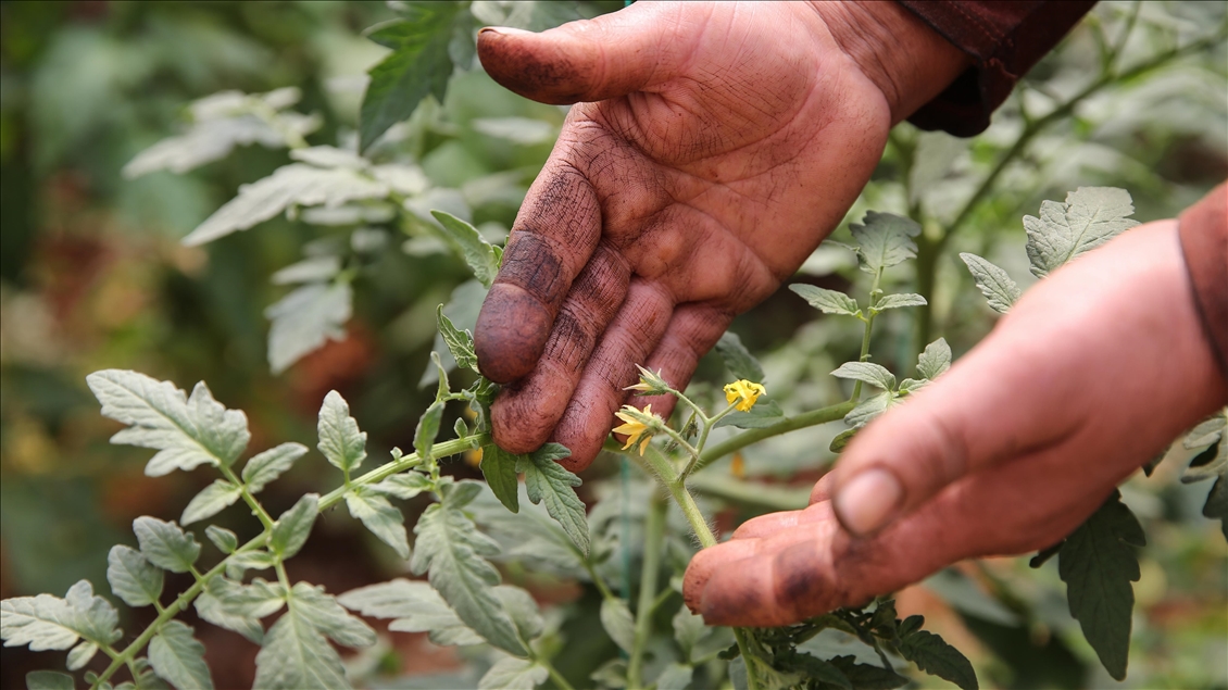 Tarım işçisi kadınlar Antalya'daki seralarda üretime aralıksız katkı sağlıyor - Anadolu Ajansı