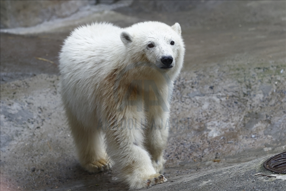 Polar bear rescued from Bolshevik Island in Moscow