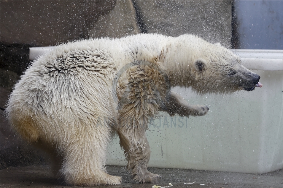 Polar bear rescued from Bolshevik Island in Moscow