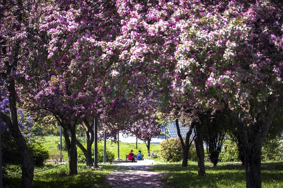 Spring in Ankara