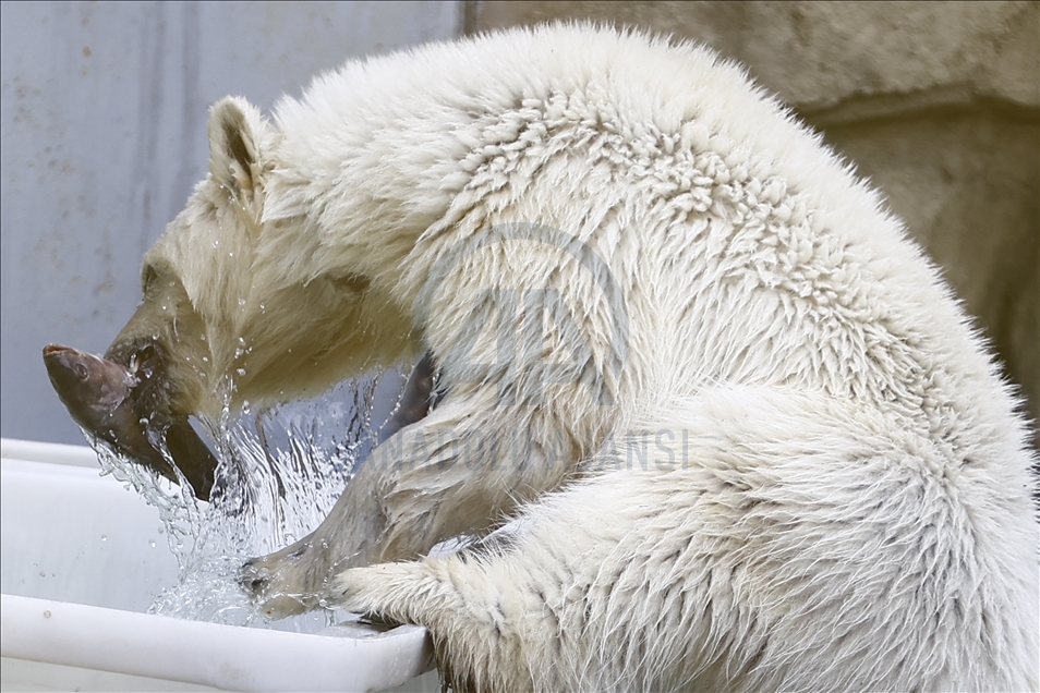 Polar bear rescued from Bolshevik Island in Moscow