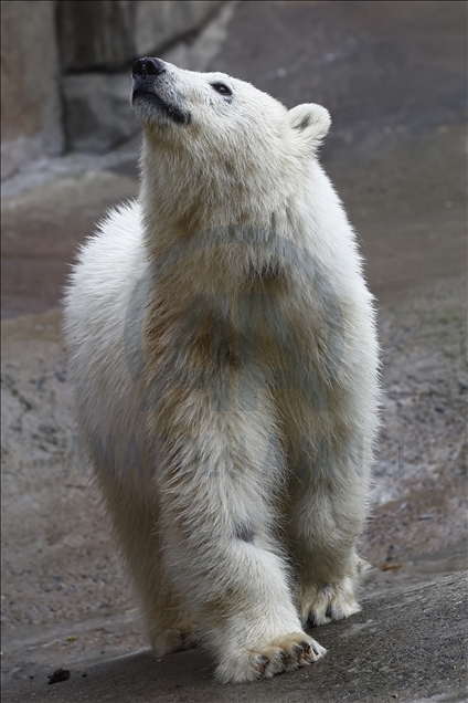 Polar bear rescued from Bolshevik Island in Moscow