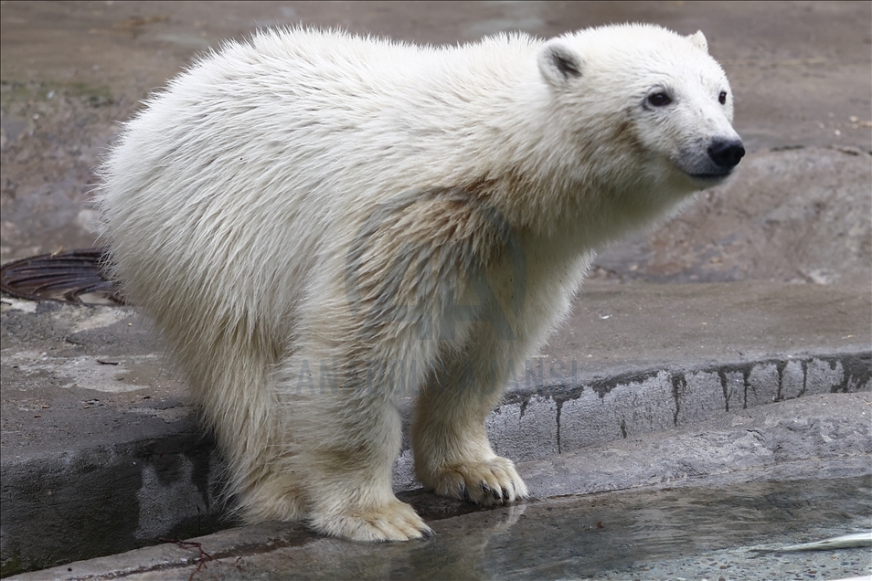 Polar bear rescued from Bolshevik Island in Moscow