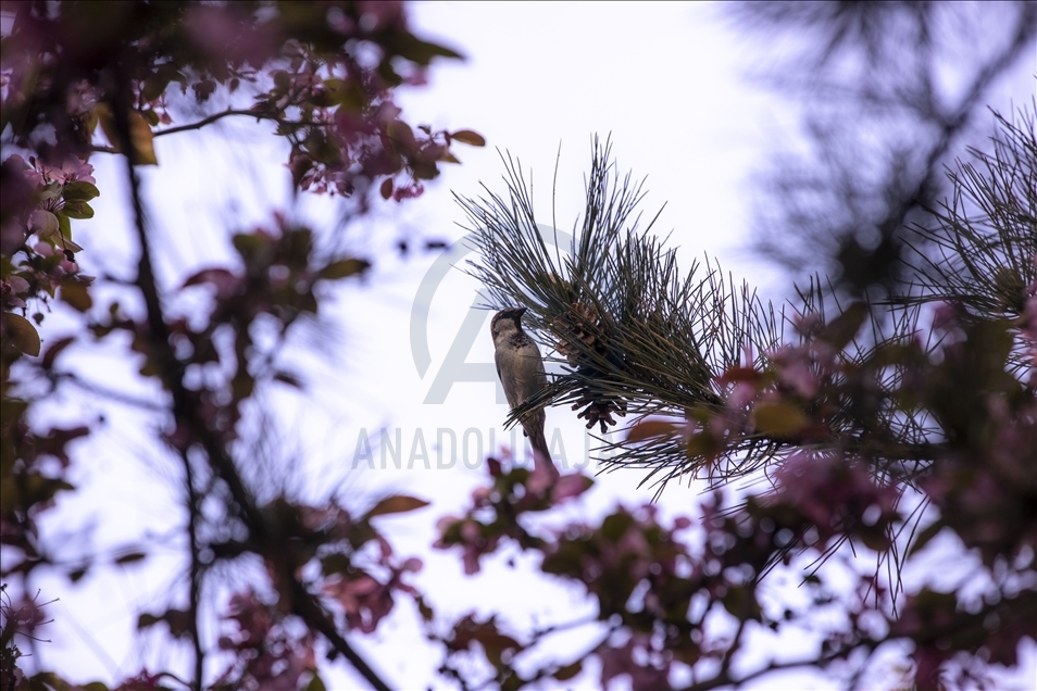 Spring in Ankara