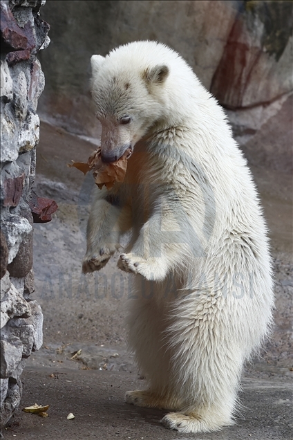 Polar bear rescued from Bolshevik Island in Moscow