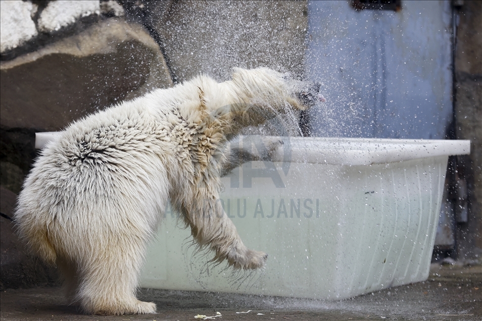 Polar bear rescued from Bolshevik Island in Moscow