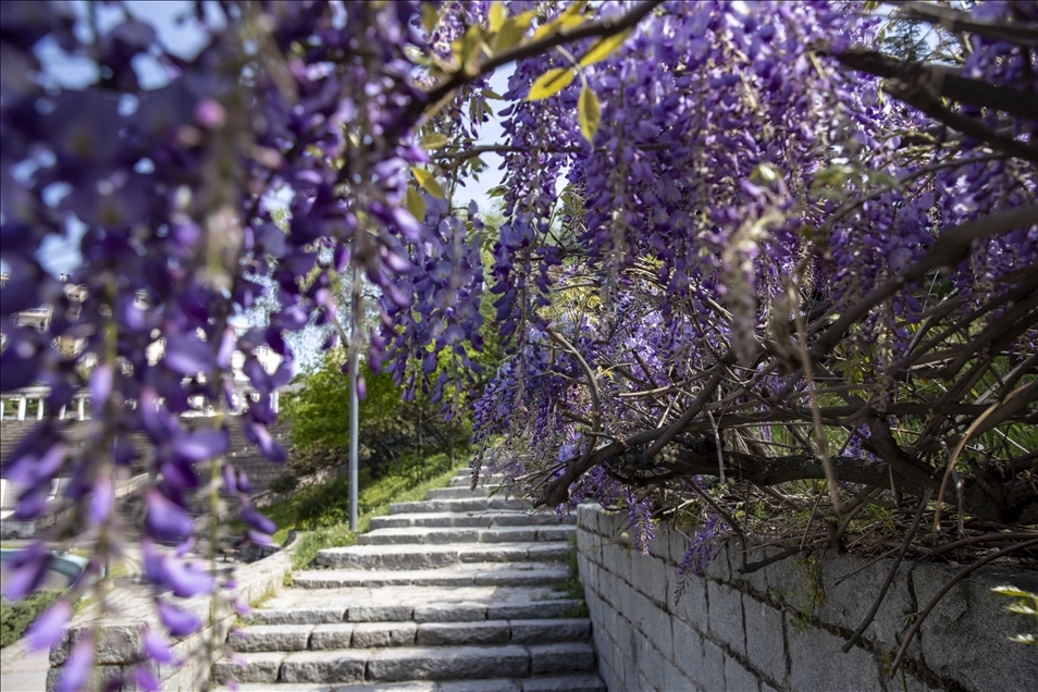 Spring in Ankara