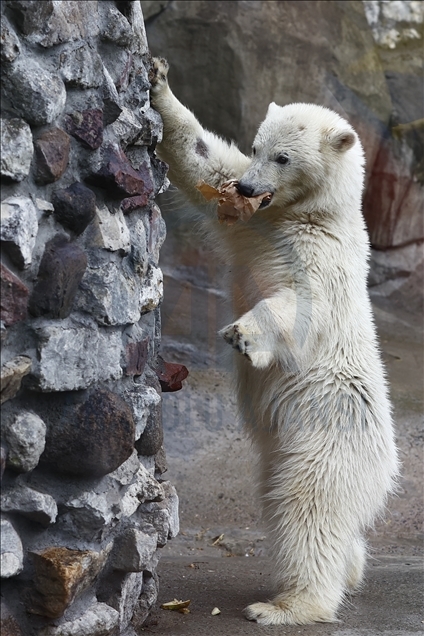 Polar bear rescued from Bolshevik Island in Moscow