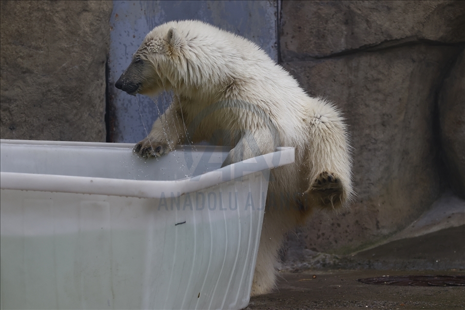 Polar bear rescued from Bolshevik Island in Moscow
