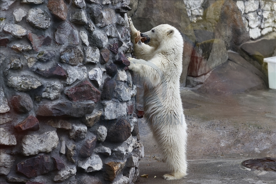 Polar bear rescued from Bolshevik Island in Moscow