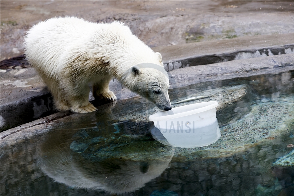 Polar bear rescued from Bolshevik Island in Moscow