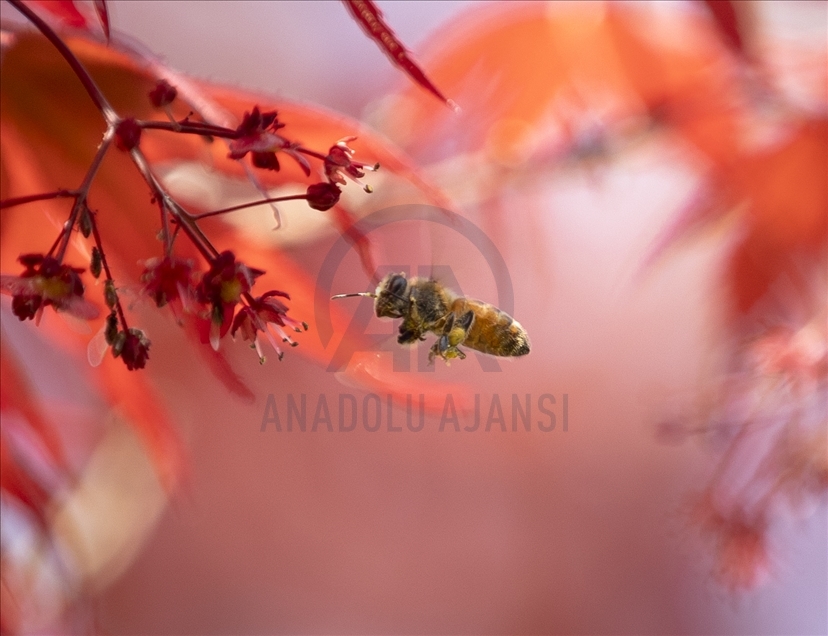 Spring in Ankara