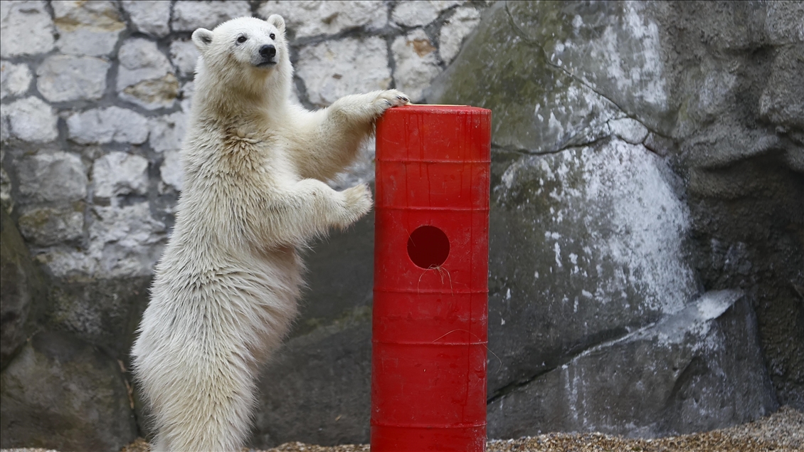 Polar bear rescued from Bolshevik Island in Moscow
