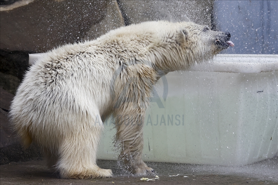 Polar bear rescued from Bolshevik Island in Moscow