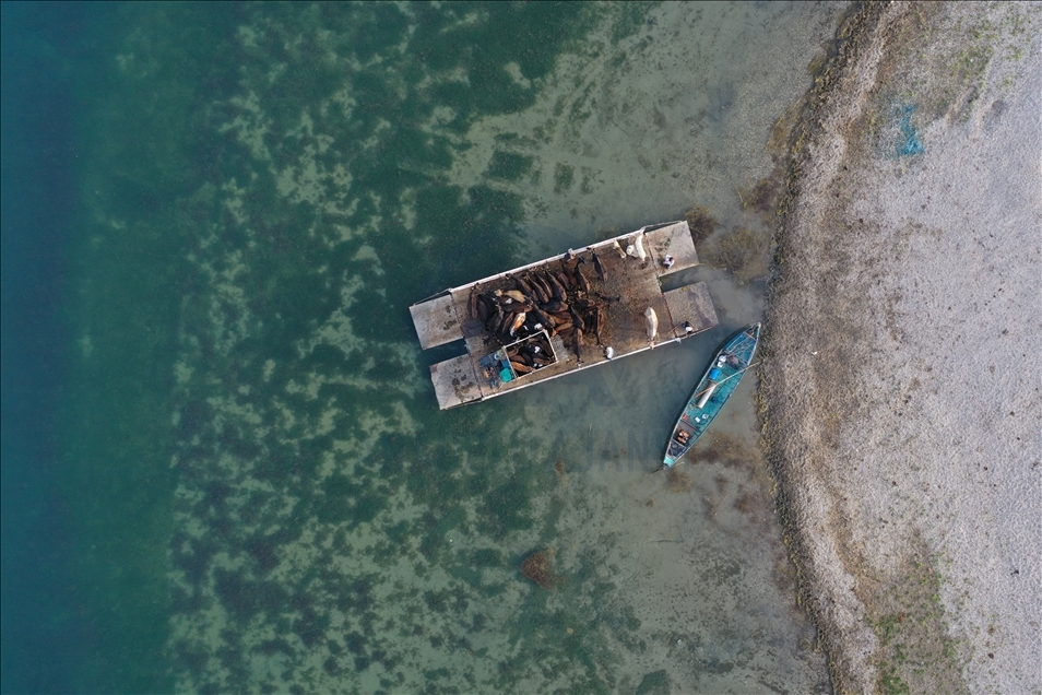 Mada Adası'ndaki Yörükler yaylaya kayıklarla çıkıyor