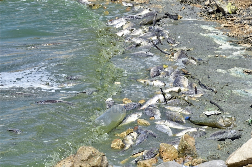 لبنان.. نفوق كميات كبيرة من الأسماك في بحيرة "القرعون"