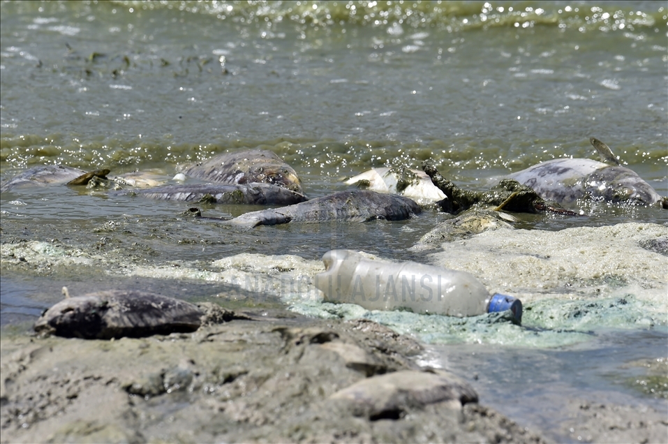 لبنان.. نفوق كميات كبيرة من الأسماك في بحيرة "القرعون"