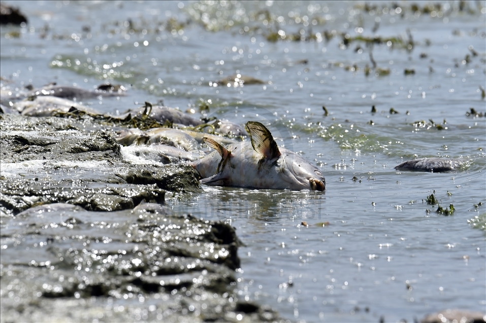 لبنان.. نفوق كميات كبيرة من الأسماك في بحيرة "القرعون"