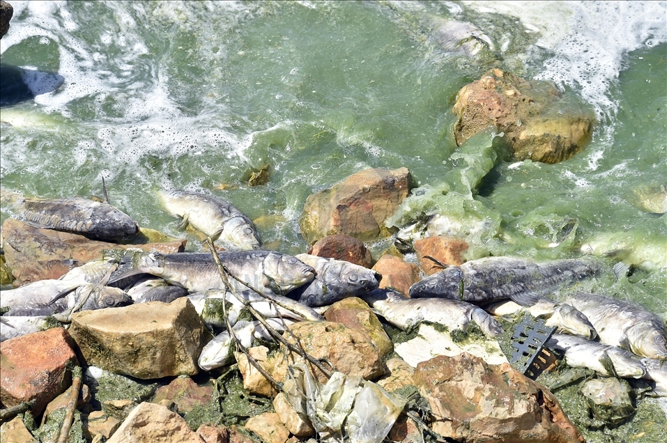 لبنان.. نفوق كميات كبيرة من الأسماك في بحيرة "القرعون"