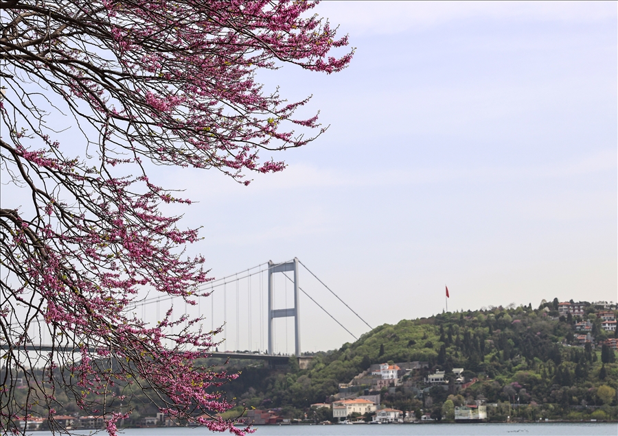 Erguvanlar, İstanbul Boğazı'nı taçlandırdı