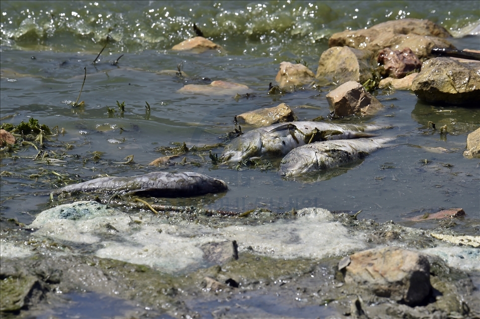 لبنان.. نفوق كميات كبيرة من الأسماك في بحيرة "القرعون"