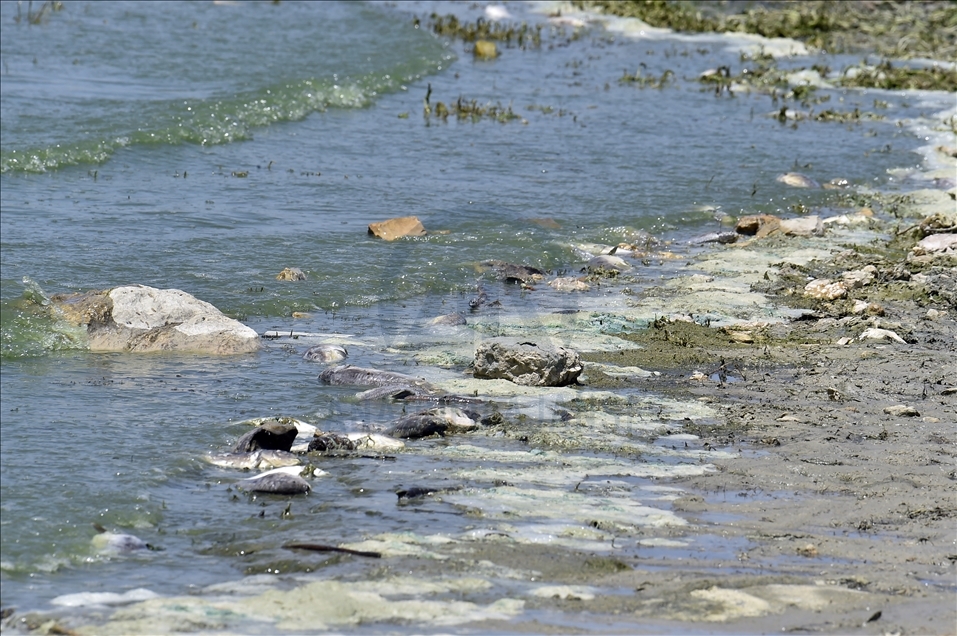 لبنان.. نفوق كميات كبيرة من الأسماك في بحيرة "القرعون"