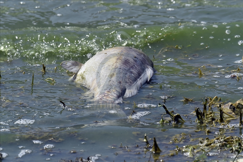 لبنان.. نفوق كميات كبيرة من الأسماك في بحيرة "القرعون"