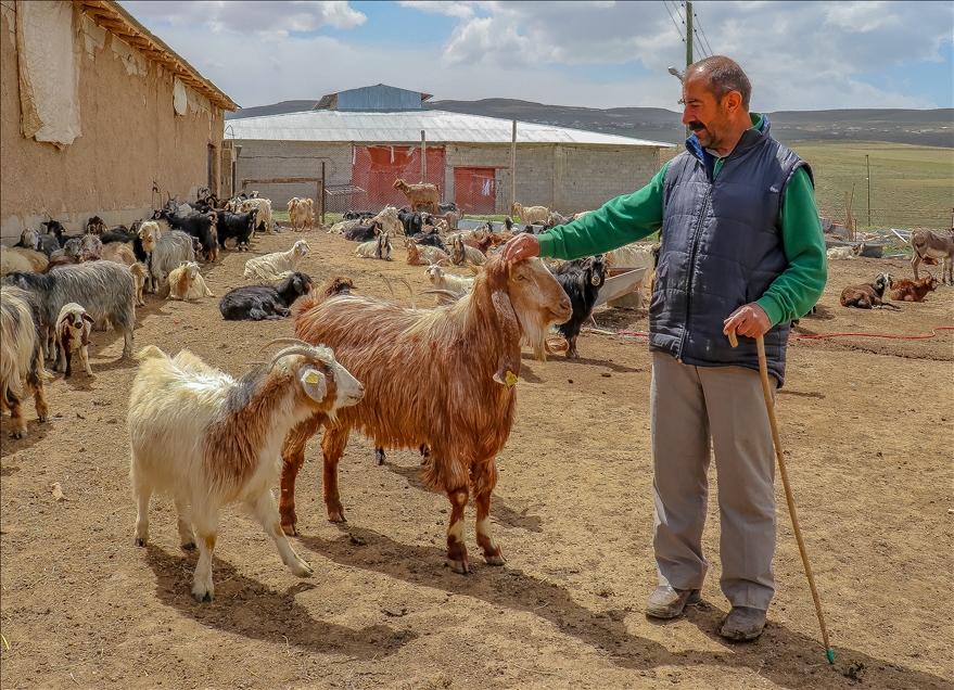 Vanlı girişimci iş yerini kapatarak kurduğu keçi çiftliğinde süt talebine yetişemiyor