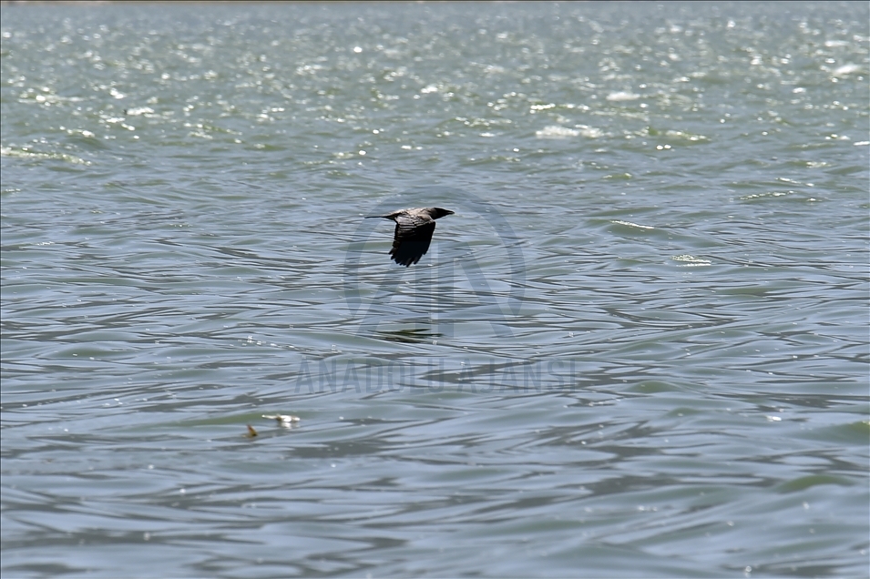 لبنان.. نفوق كميات كبيرة من الأسماك في بحيرة "القرعون"