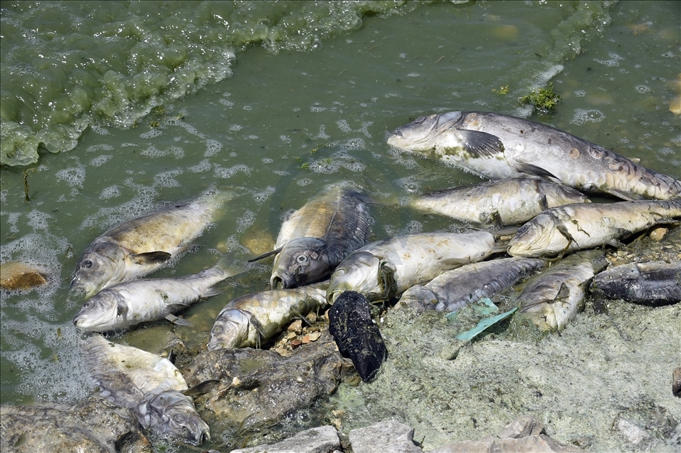 لبنان.. نفوق كميات كبيرة من الأسماك في بحيرة "القرعون"