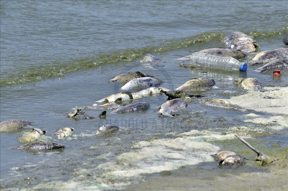 لبنان.. نفوق كميات كبيرة من الأسماك في بحيرة "القرعون"