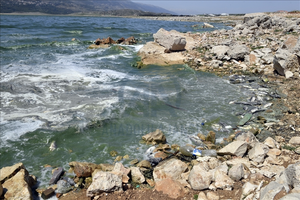 لبنان.. نفوق كميات كبيرة من الأسماك في بحيرة "القرعون"