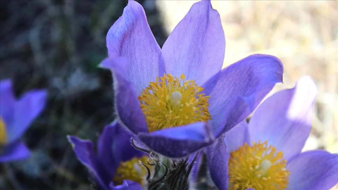 Blooming wild tulips in Kazakhstan