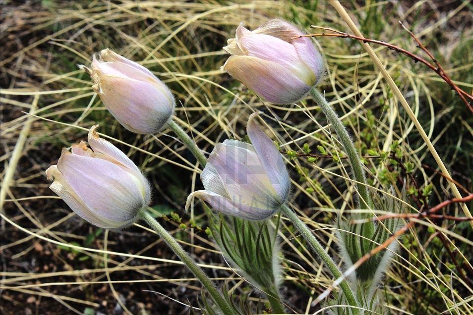 Blooming wild tulips in Kazakhstan
