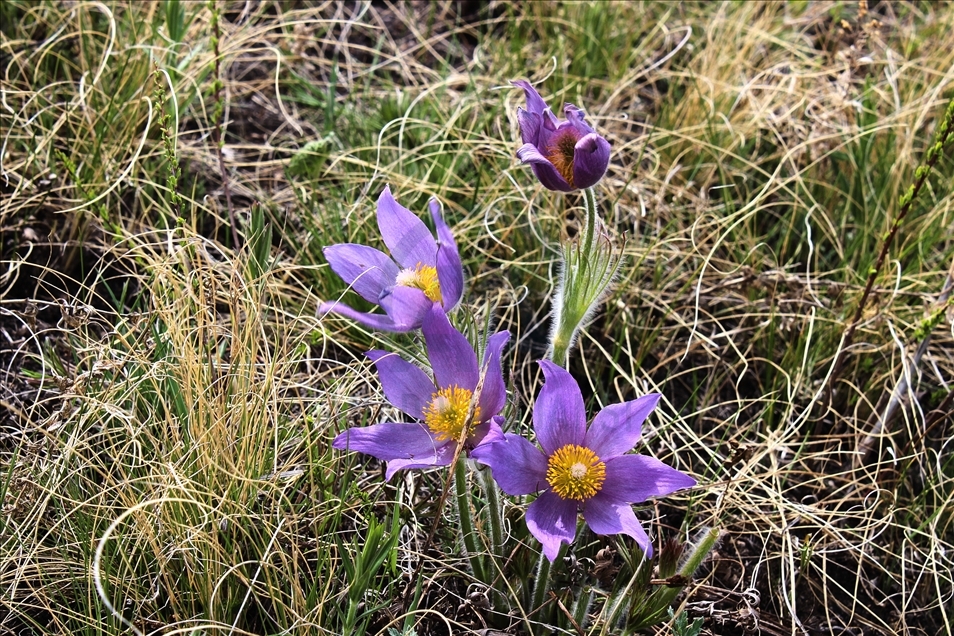 Blooming wild tulips in Kazakhstan