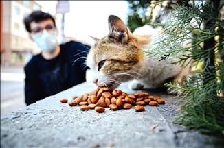 Turquie : un lycéen épargne son argent de poche pour nourrir les animaux de la rue