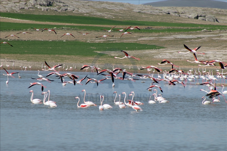 بحيرة "الملح" التركية.. إحدى أكبر مستعمرات "الفلامينغو" بالعالم