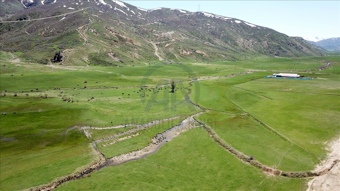 Sheep flock during spring time in Turkey's Bitlis