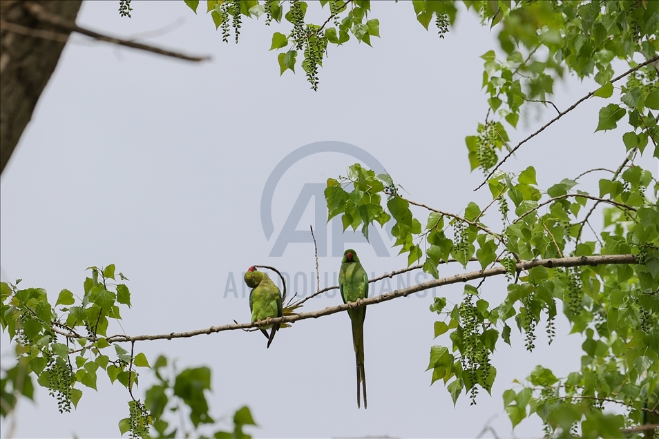Colourful guests of Ankara