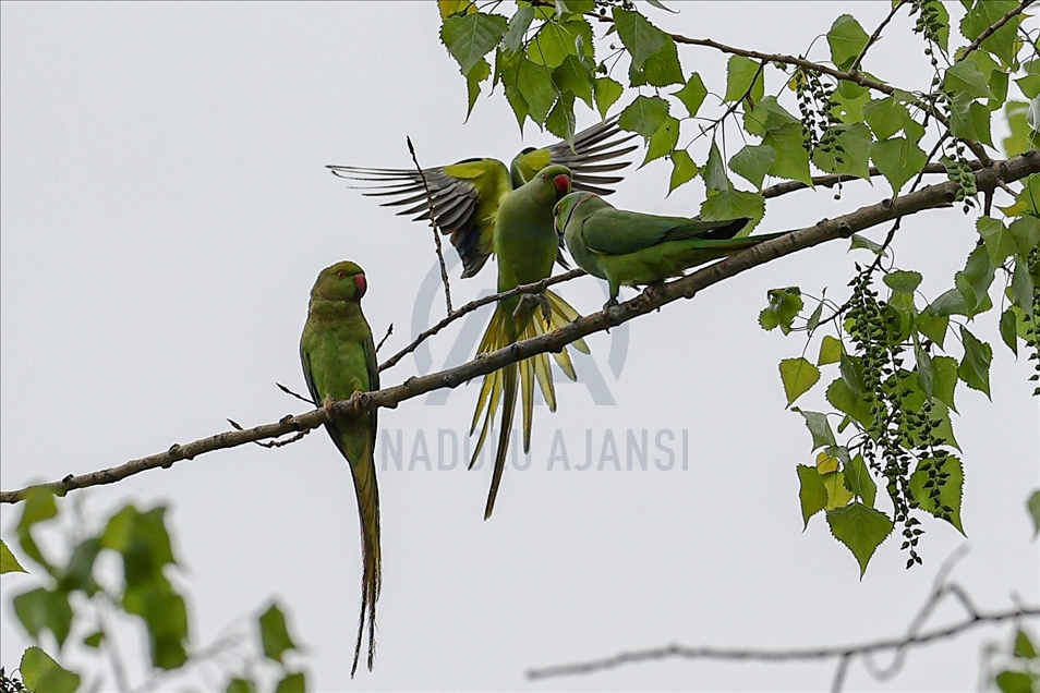 Colourful guests of Ankara