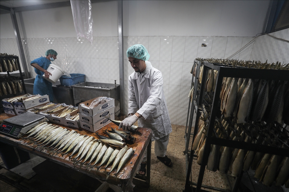 "الرِّنجة" المدخّنة.. منافسٌ جديد على موائد العيد في غزة