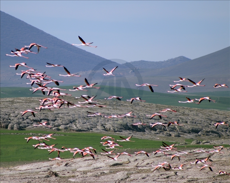 بحيرة "الملح" التركية.. إحدى أكبر مستعمرات "الفلامينغو" بالعالم