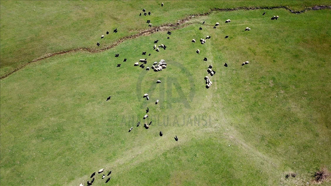 Sheep flock during spring time in Turkey's Bitlis