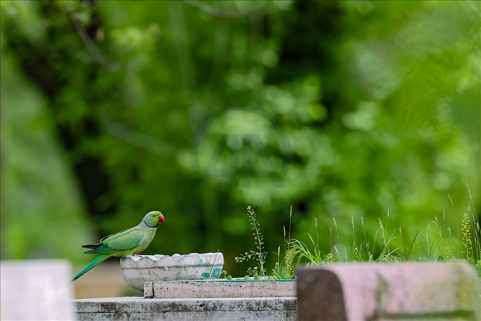 Colourful guests of Ankara