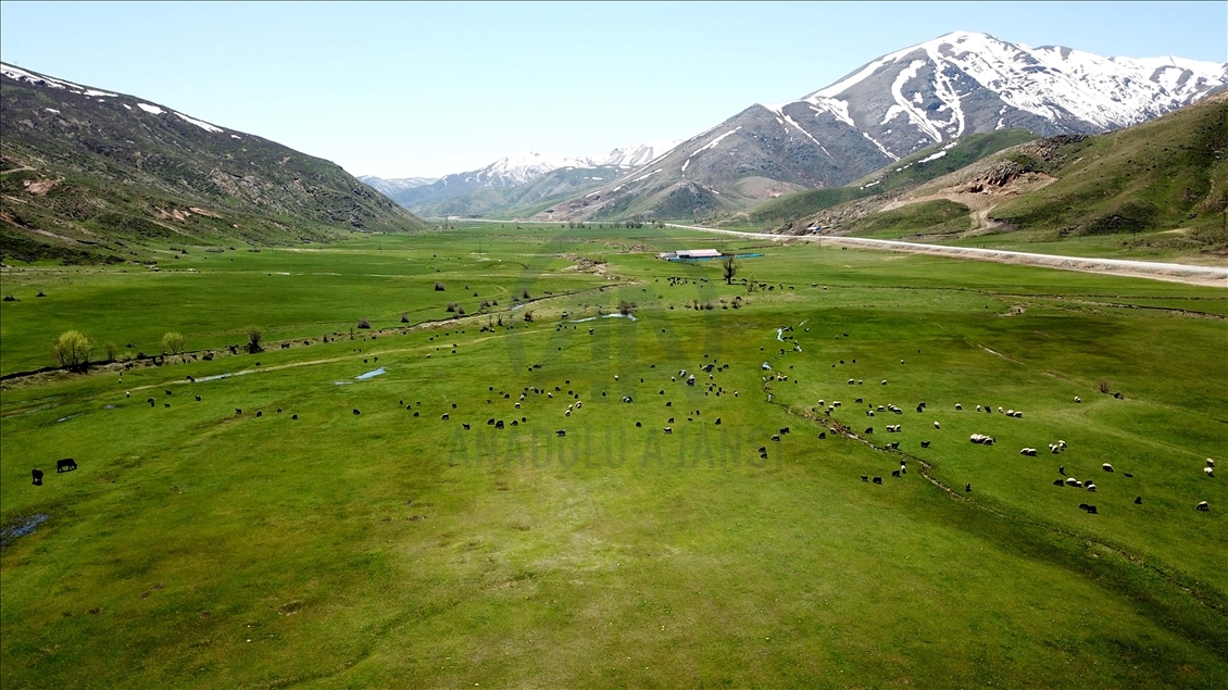 Sheep flock during spring time in Turkey's Bitlis
